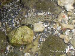 صورة Istigobius ornatus (Rüppell 1830)