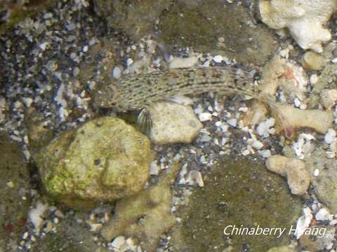 صورة Istigobius ornatus (Rüppell 1830)