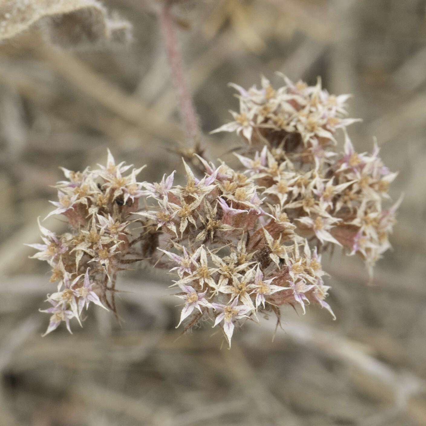 Image of Ben Lomond spineflower