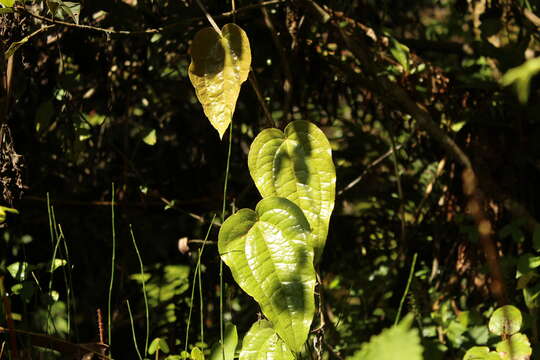 Image of Smilax tomentosa Kunth