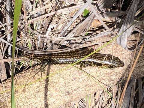 Image of Western Glossy Swamp Skink