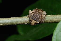 Image of Munnar bush frog