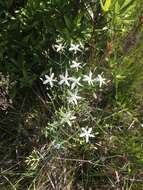 Sabatia macrophylla Hook. resmi