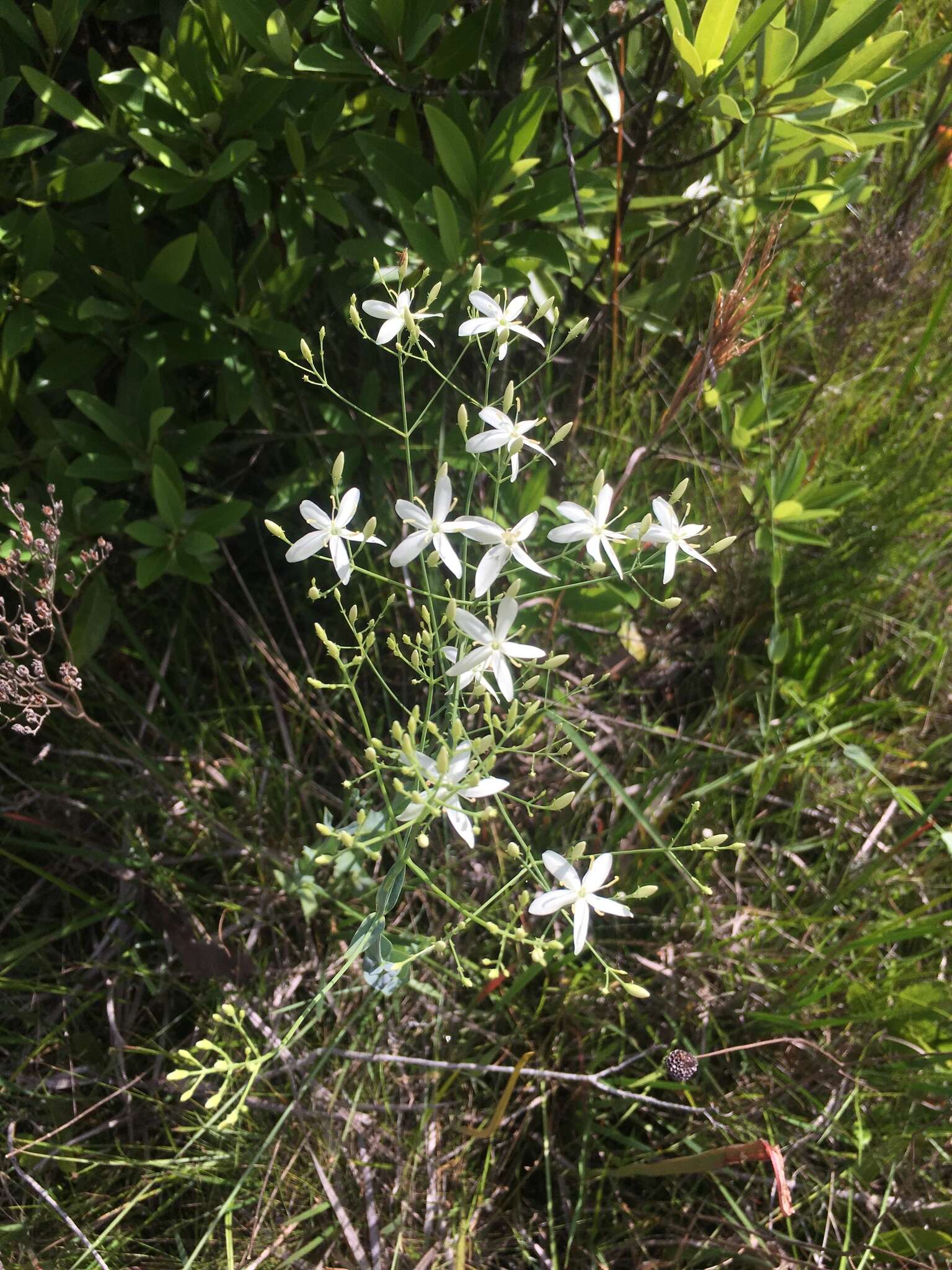 Sabatia macrophylla Hook. resmi