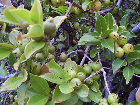 Image of Purple Strawberry Guava