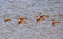 Image of Spotted Whistling Duck