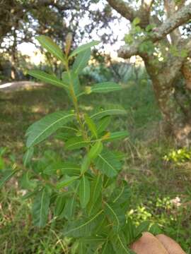 Image of Schinus longifolia (Lindl.) Speg.