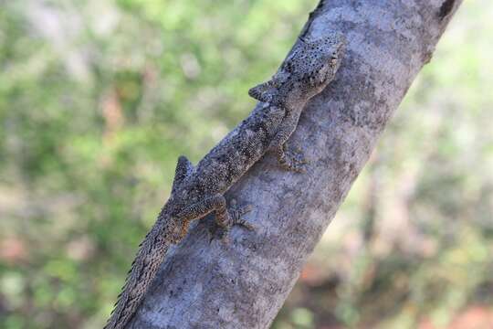 Image of Northern Spiny-tailed Gecko