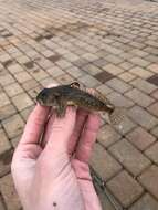 Image of Padded sculpin