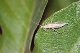 Image of Oecanthus dulcisonans Gorochov 1993