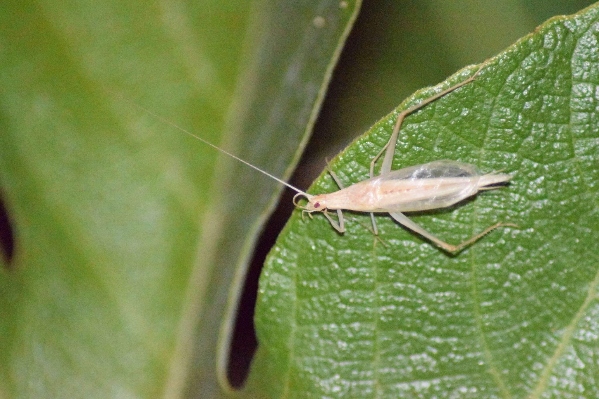 Image of Oecanthus dulcisonans Gorochov 1993