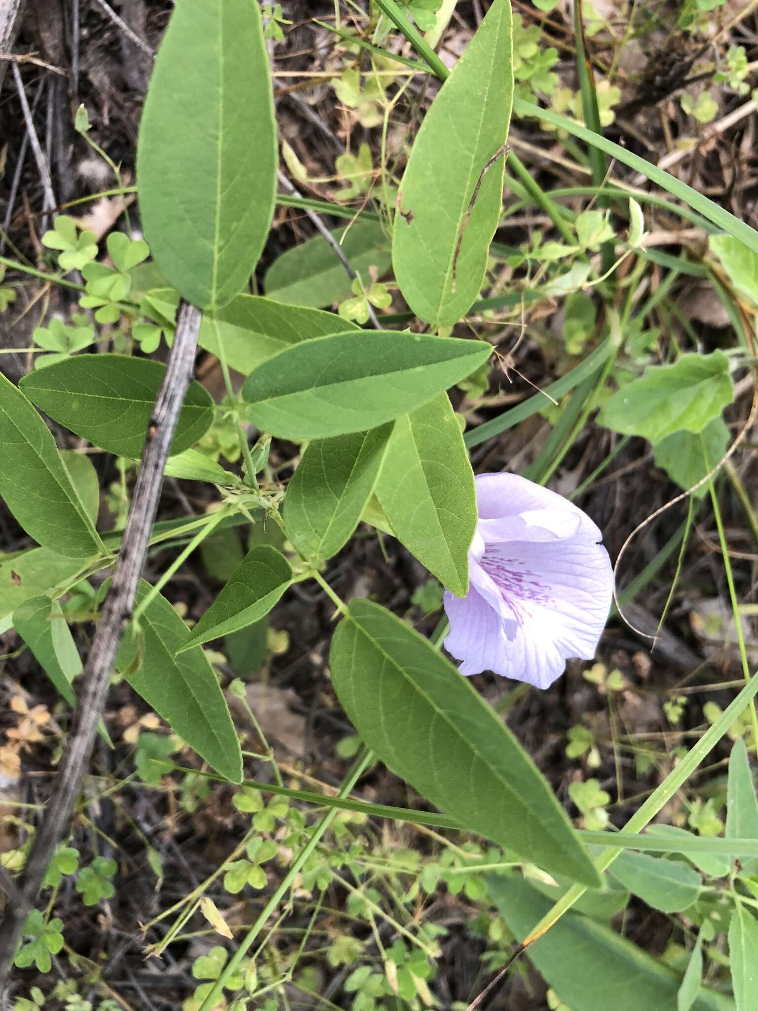 صورة Clitoria mariana L.