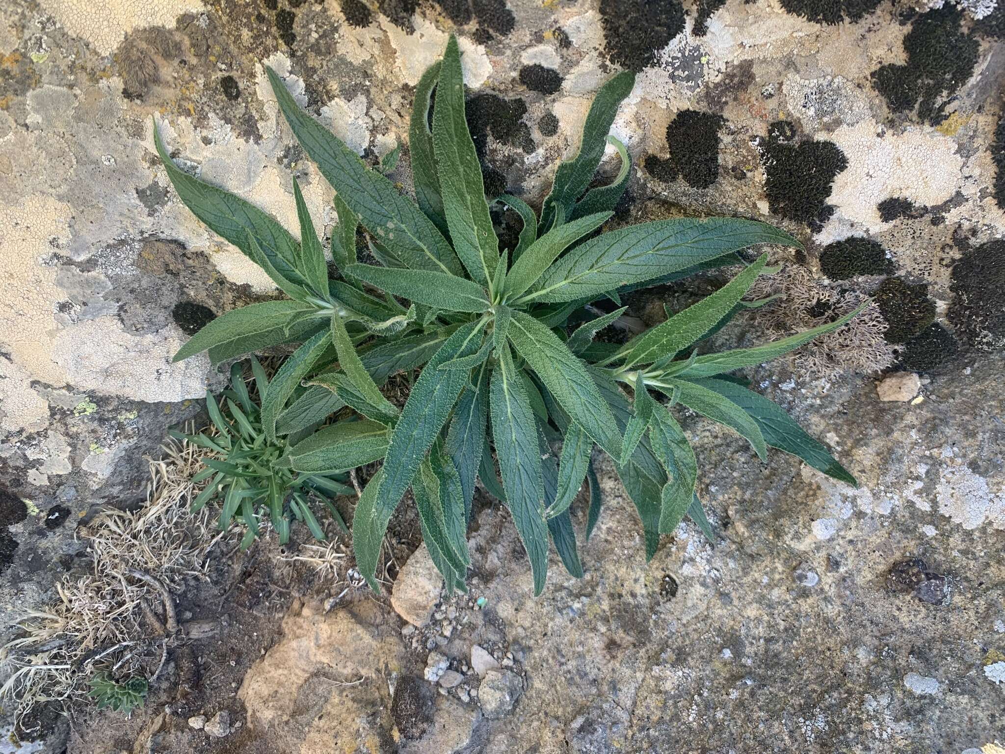 Image of Echium onosmifolium Webb & Berth.