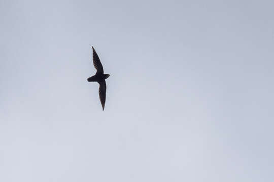 Image of Philippine Needletail