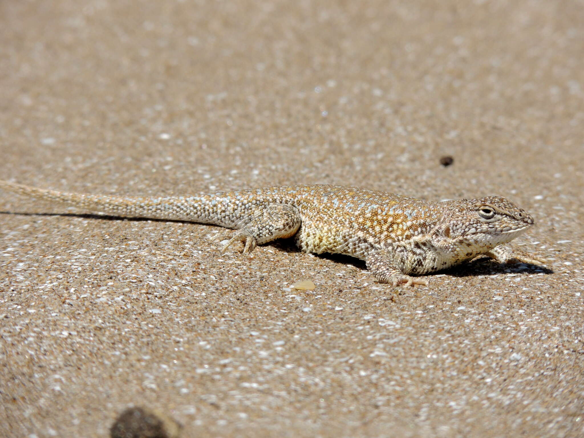 Liolaemus multimaculatus (Duméril & Bibron 1837) resmi