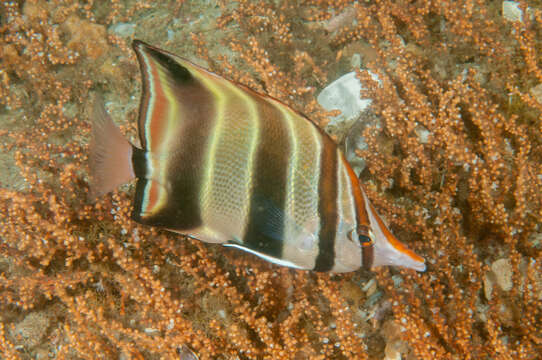 Image of Coralfish