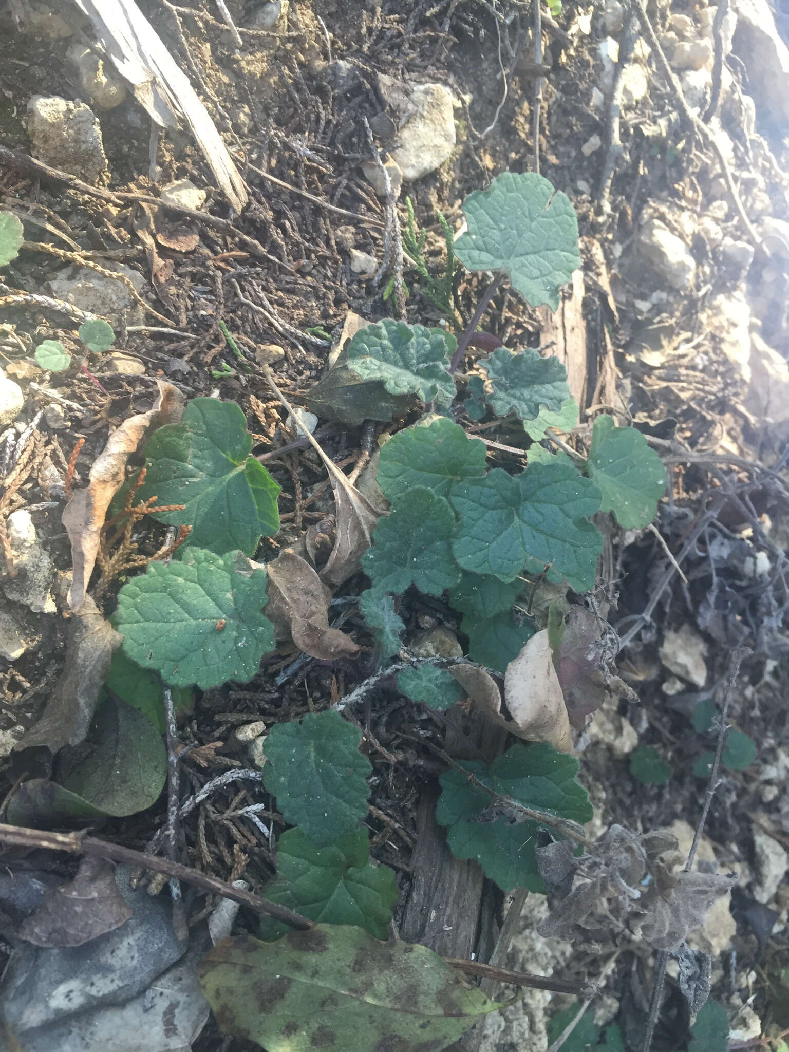 Imagem de Salvia roemeriana Scheele