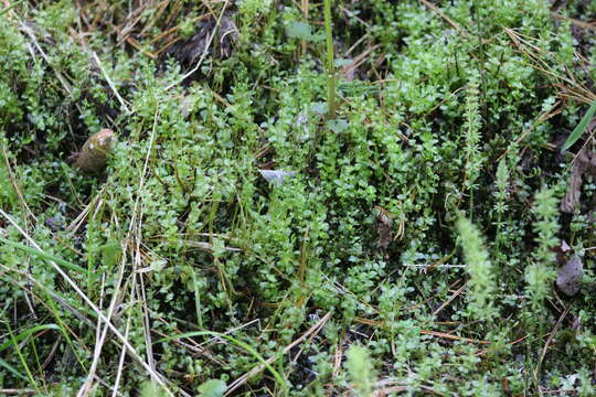 Image of elliptic plagiomnium moss