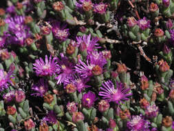 Image of Ruschia hamata (L. Bol.) Schwant.