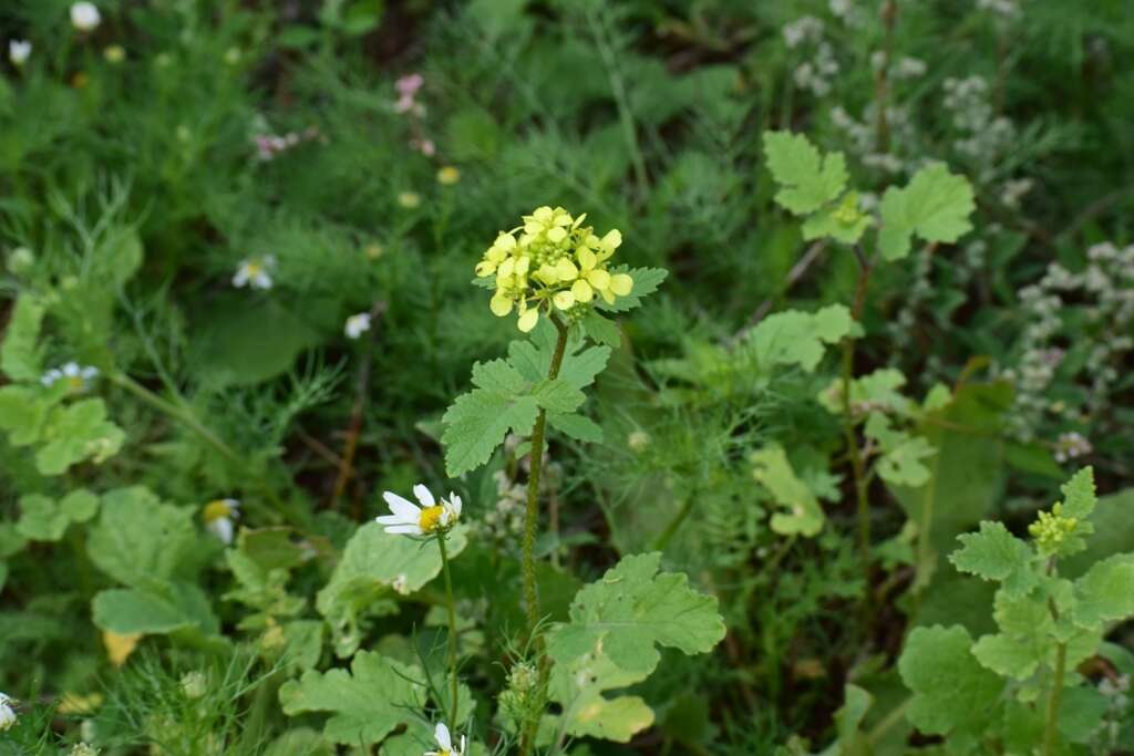 Image of white mustard