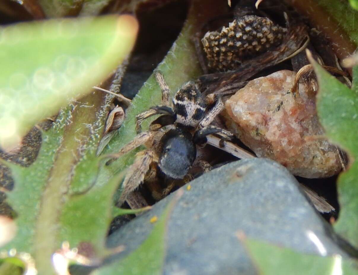 Image of Habronattus captiosus (Gertsch 1934)