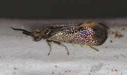 Image of Eriocraniella platyptera Davis 1978