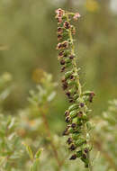 Image of Epipactis helleborine subsp. neerlandica (Verm.) Buttler