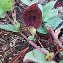 Aristolochia bracteosa Duch.的圖片