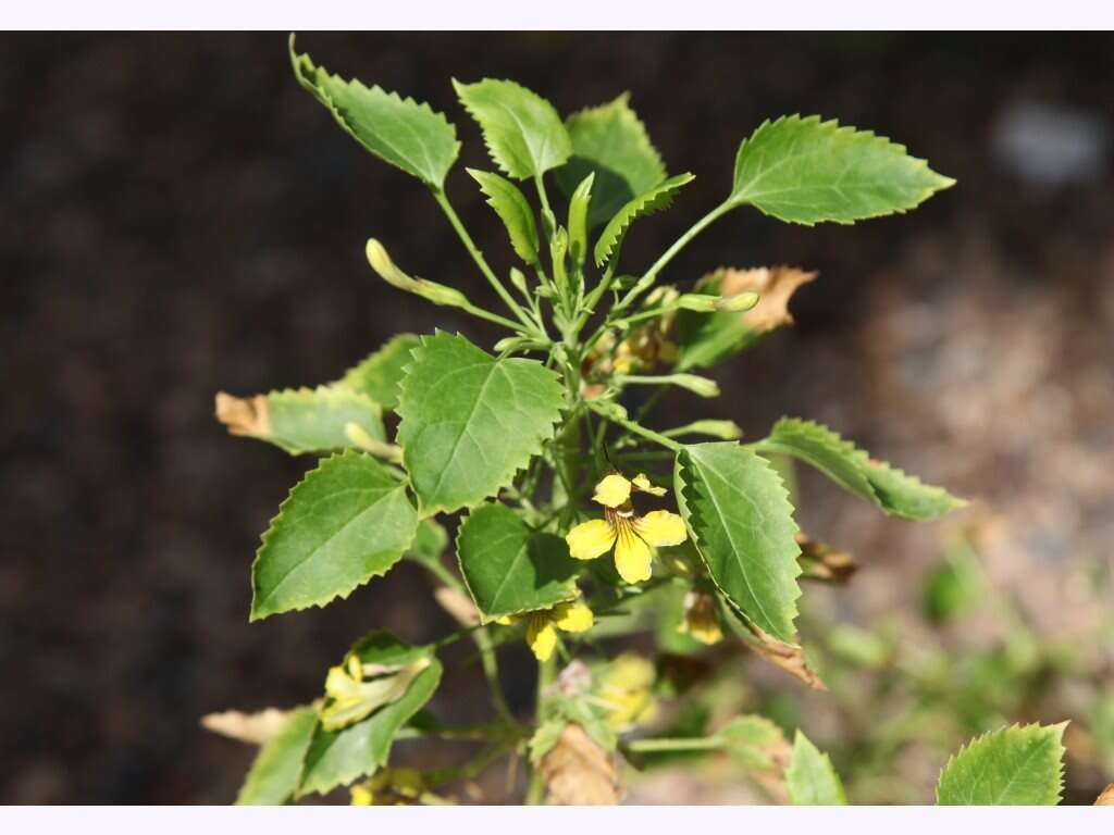 Image of Goodenia grandiflora Sims