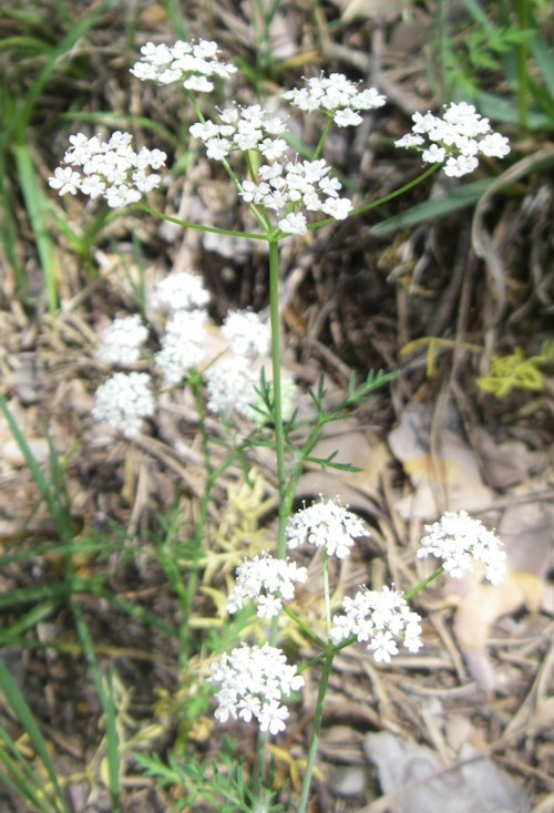 Image of <i>Conopodium pyrenaeum</i> (Loisel.) Miégeville
