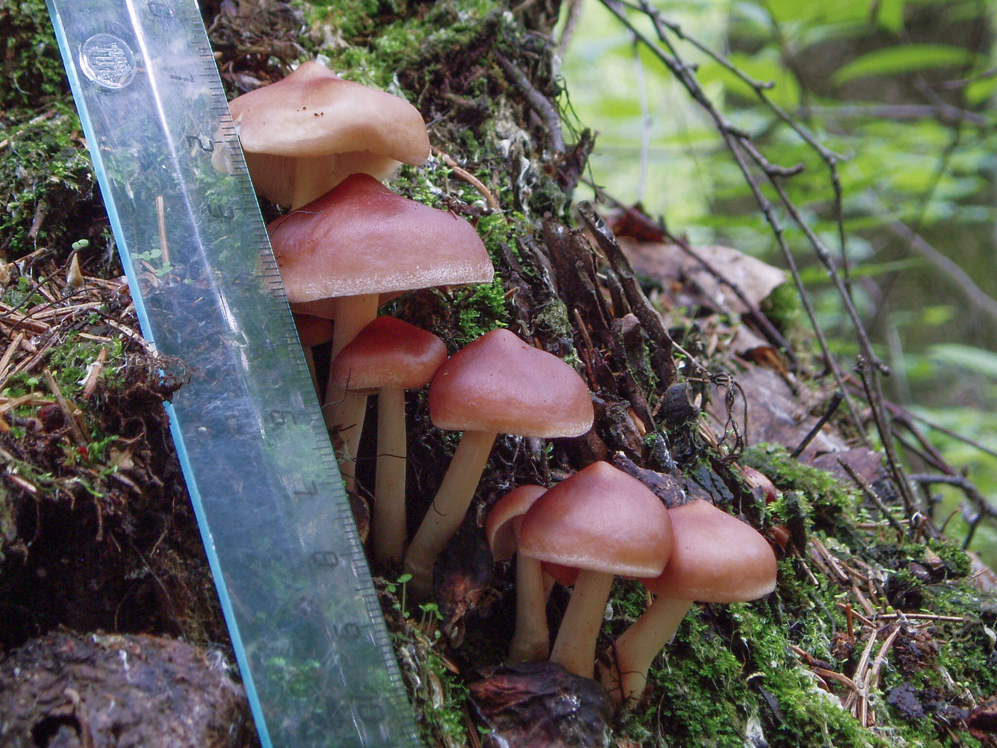 صورة Rhodocollybia prolixa (Fr.) Antonín & Noordel. 1997