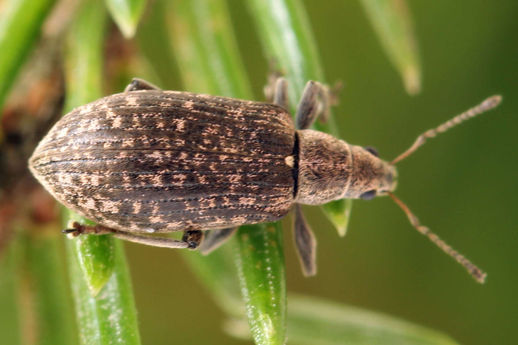 Sivun Polydrusus (Eurodrusus) pilosus Gredler 1866 kuva