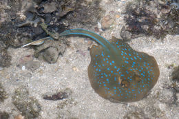 Image of Blue-spotted Stingray