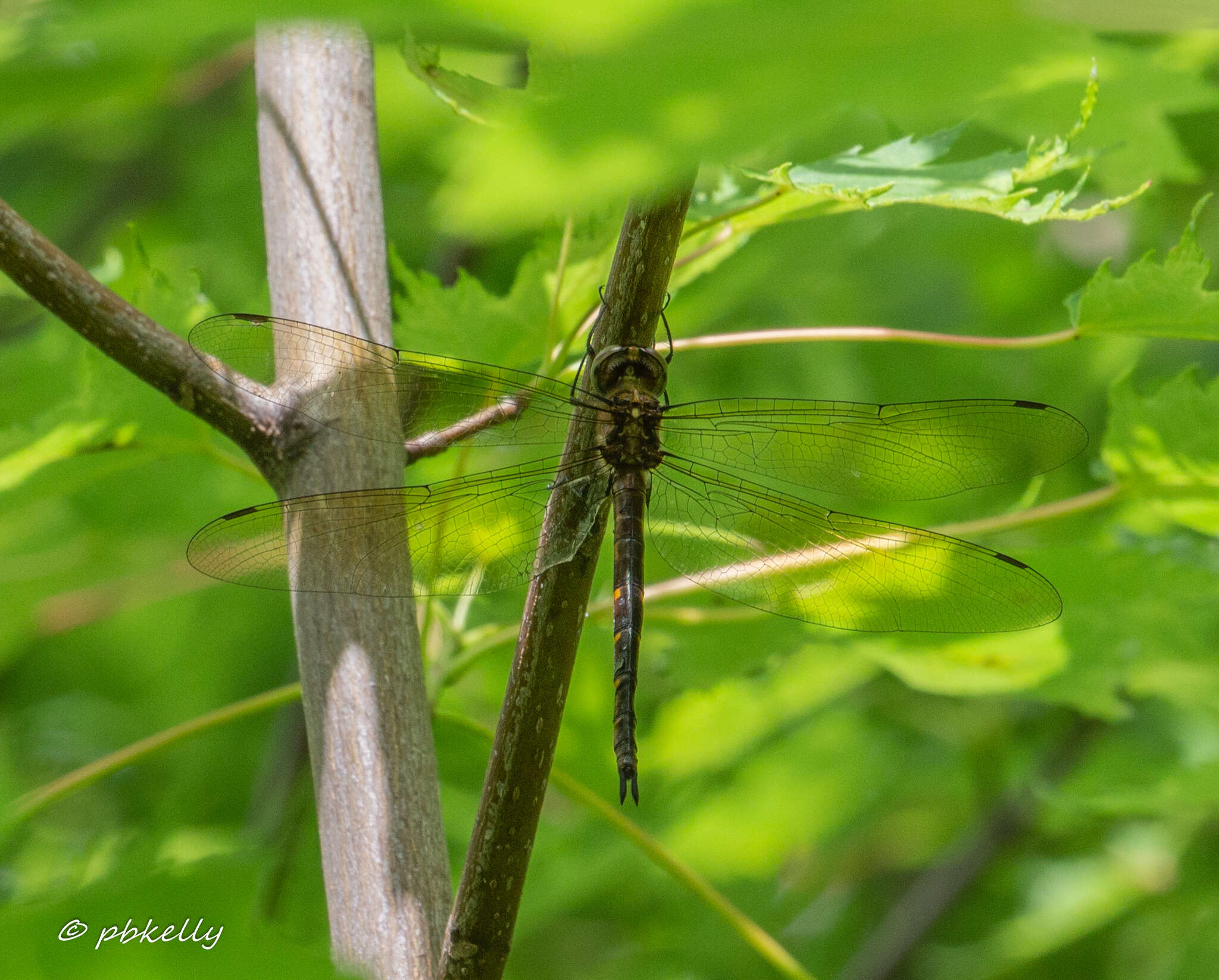 Image of Mocha Emerald