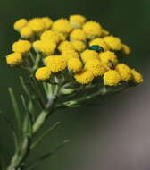 Image of Inulanthera thodei (Bolus) M. Källersjö