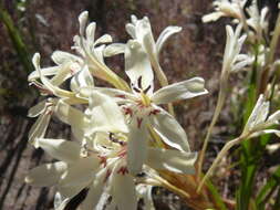 Image of Babiana spathacea (L. fil.) Ker Gawl.