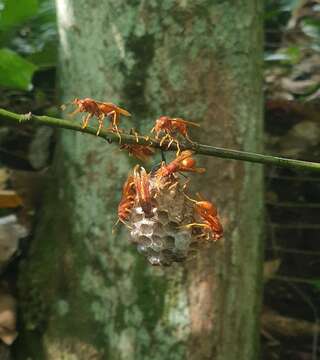 Image of Polistes dominicus (Vallot 1802)