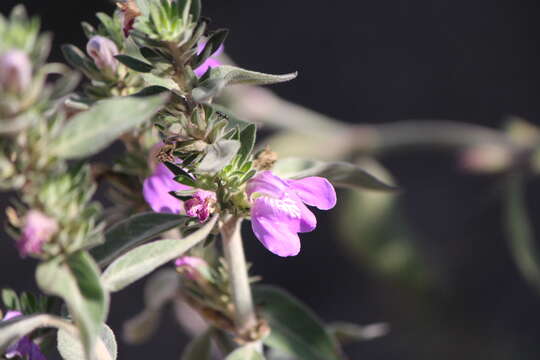 Image of Justicia furcata (Nees) Jacq.