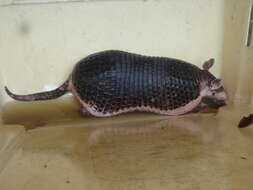 Image of naked-tailed armadillos