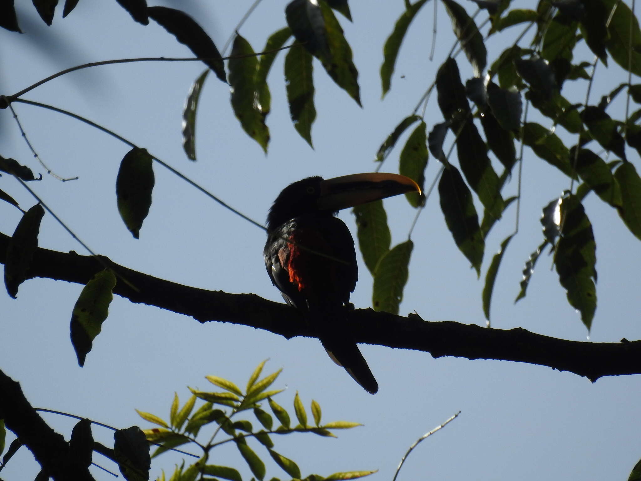 Plancia ëd <i>Pteroglossus torquatus erythropygius</i>