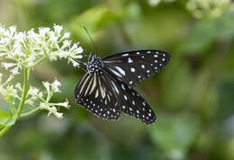 Image of Ideopsis juventa curtisi (Moore 1883)