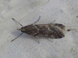 Image of Narrow-winged Grey