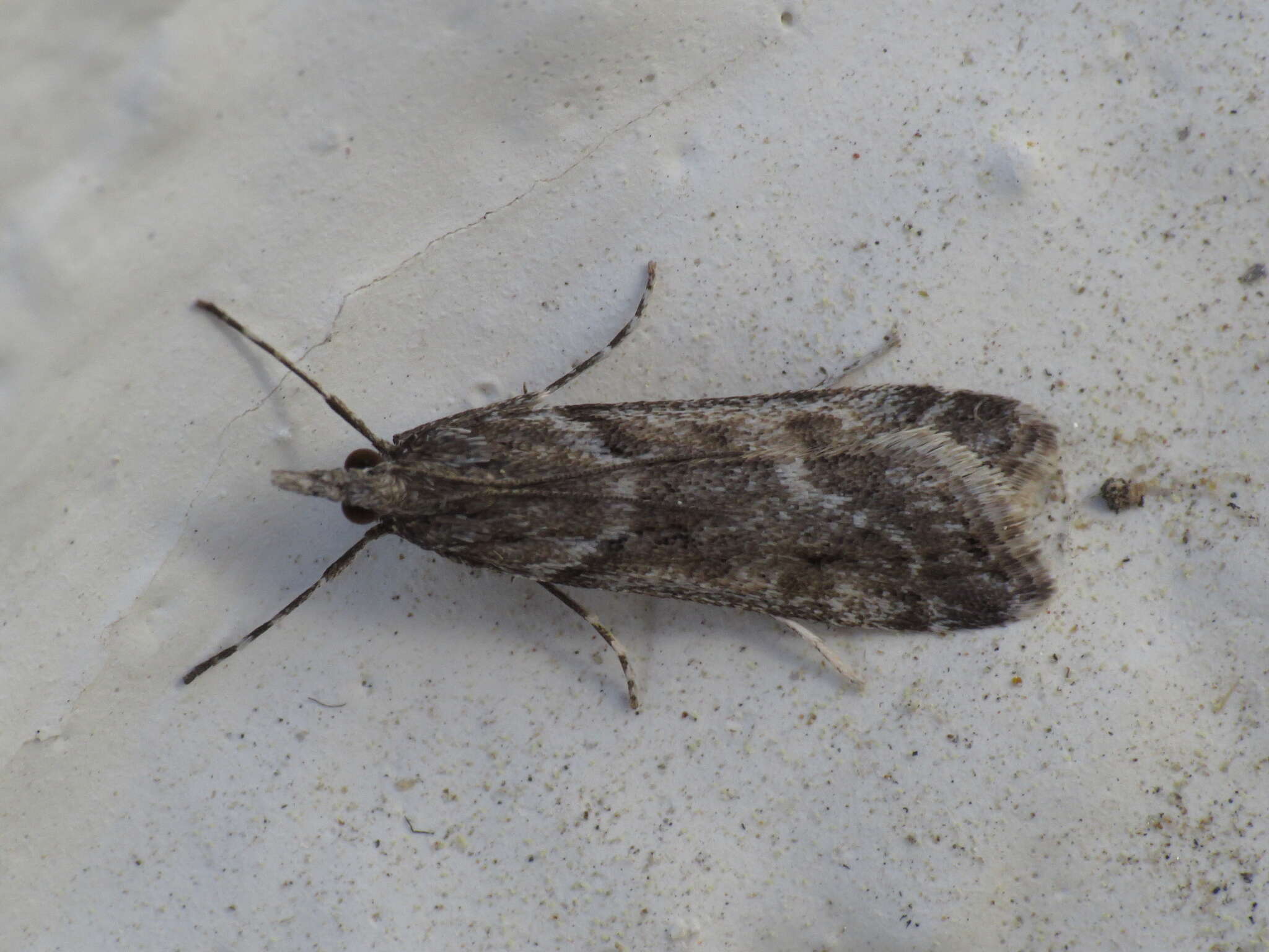 Image of Narrow-winged Grey