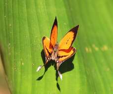 Image of Yasoda tripunctata (Hewitson 1863)