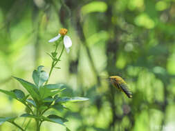 Imagem de Xylocopa flavonigrescens Smith 1854