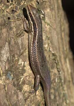 Image of Eutropis lapulapu