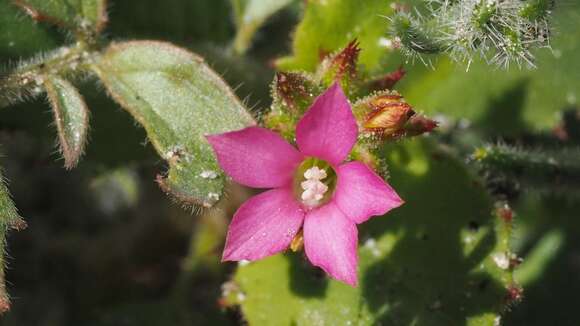 Image of broadleaf gilia