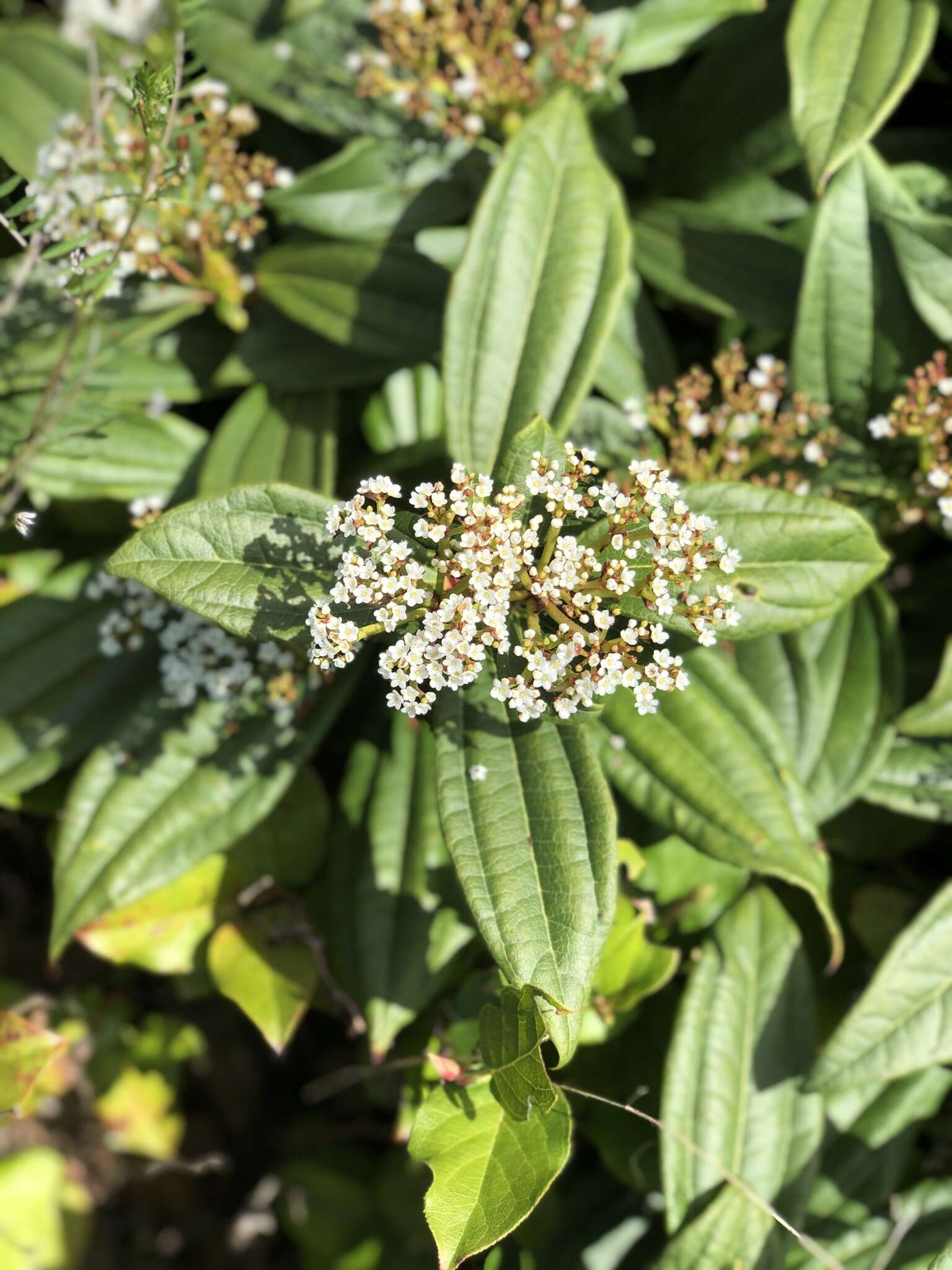 Image de Viburnum davidii Franch.