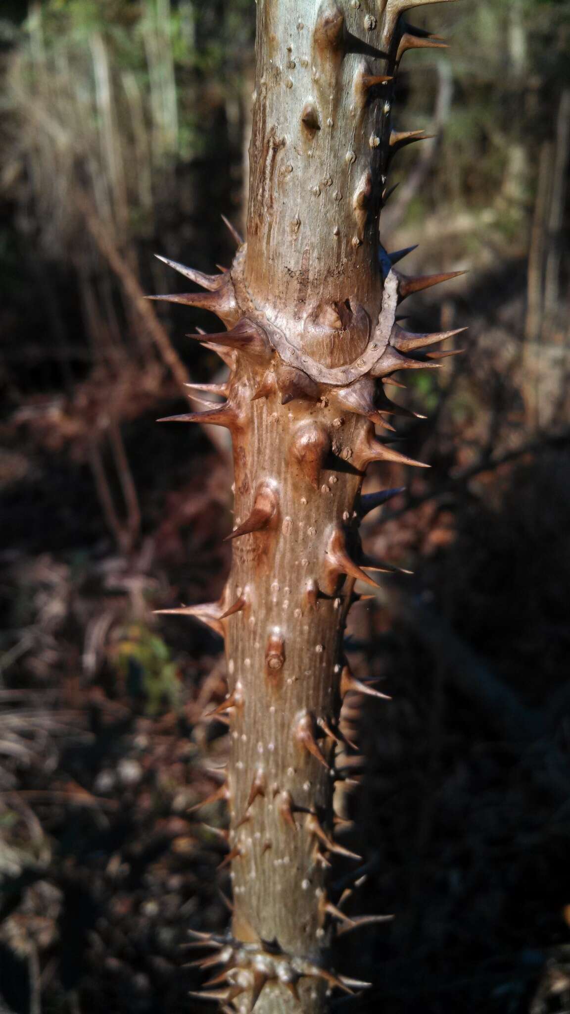 Image of devil's walkingstick