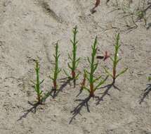 Image of glasswort